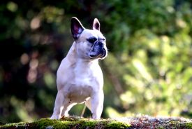 BALT, LT,LV & EE VET MVA, FI MVA, EE MVA LV MVA Taffinelli's Dolores