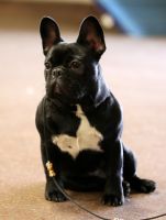 LV MVA,FI MVA,EE MVA,LV JMVA, EE JMVA Taffinelli's Here Comes Hedda