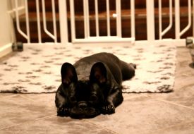 LV MVA,FI MVA,EE MVA,LV JMVA, EE JMVA Taffinelli's Here Comes Hedda