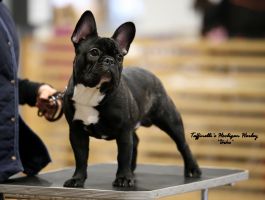 BAL,LT,FI, LV & EE MVA, EE JMVA Taffinelli's Hooligan Harley