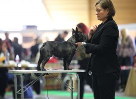 BAL,LT,FI, LV & EE MVA, EE JMVA Taffinelli's Hooligan Harley