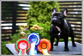 EE MVA, FI MVA, LV MVA, EE JMVA, LV JMVA Dashin Dom Blackberry