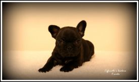 Taffinelli's Isadora