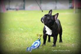 BAL,LT,FI, LV & EE MVA, EE JMVA Taffinelli's Hooligan Harley