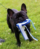 BAL,LT,FI, LV & EE MVA, EE JMVA Taffinelli's Hooligan Harley