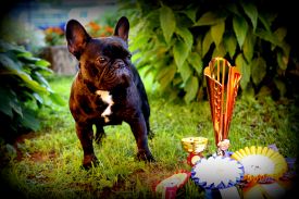 EE MVA, FI MVA, LV MVA, EE JMVA, LV JMVA Dashin Dom Blackberry