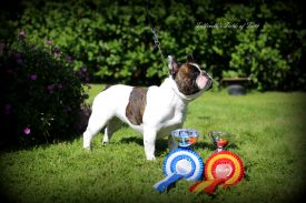 FI&EE&LV MVA Taffinelli's Fields of Faith