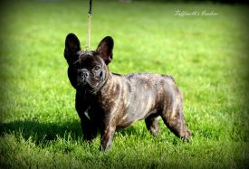 Taffinelli's Isadora