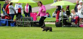 Taffinelli's Isadora