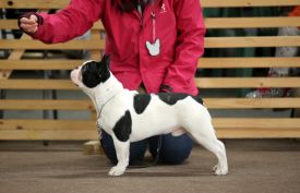 Taffinelli's Jean-Baptiste