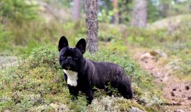 BAL,LT,FI, LV & EE MVA, EE JMVA Taffinelli's Hooligan Harley