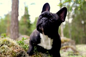 BAL,LT,FI, LV & EE MVA, EE JMVA Taffinelli's Hooligan Harley