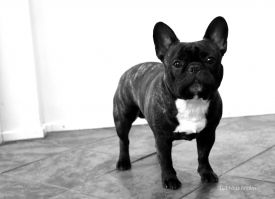 BAL,LT,FI, LV & EE MVA, EE JMVA Taffinelli's Hooligan Harley