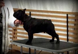 C.I.B.,FI MVA,LV MVA, EE MVA, BALT JMVA,LV JMVA,EE JMVA,LT JMVA Agramer's Just Wow