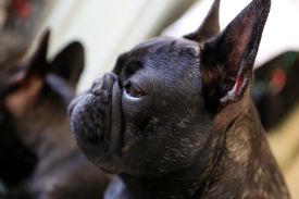 Dashin Dom Operetta Olga