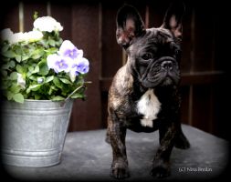 Dashin Dom Operetta Olga