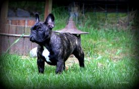 Dashin Dom Operetta Olga