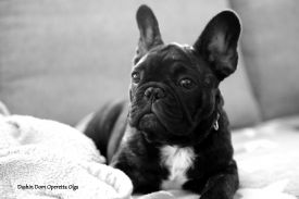 Dashin Dom Operetta Olga