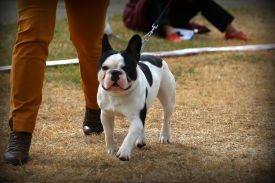 Taffinelli's Jean-Baptiste