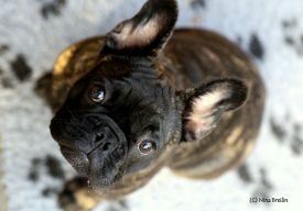 Dashin Dom Operetta Olga