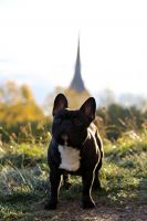 BAL,LT,FI, LV & EE MVA, EE JMVA Taffinelli's Hooligan Harley