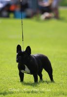 LV MVA,FI MVA,EE MVA,LV JMVA, EE JMVA Taffinelli's Here Comes Hedda