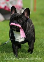 BAL,LT,FI, LV & EE MVA, EE JMVA Taffinelli's Hooligan Harley