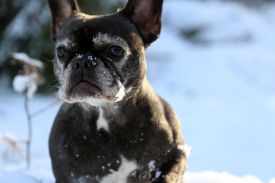 Noble Ally Truly Yours