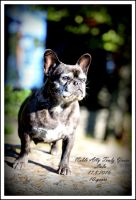 Noble Ally Truly Yours