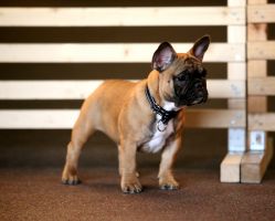 FI & EE & LV MVA, BAL JMVA, LV JMVA,LT JMVA,EE JMVA Taffinelli's Kiss Kiss Boom Boom