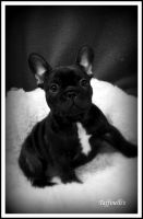 EST & LV & FI MVA, LV & EST JMVA Taffinelli's  L'Amour  De Fleur