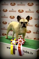 BALT, LT,LV & EE VET MVA, FI MVA, EE MVA LV MVA Taffinelli's Dolores