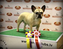 BALT, LT,LV & EE VET MVA, FI MVA, EE MVA LV MVA Taffinelli's Dolores