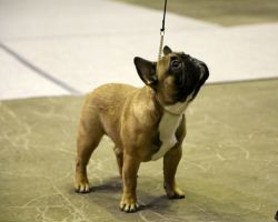 FI & EE & LV MVA, BAL JMVA, LV JMVA,LT JMVA,EE JMVA Taffinelli's Kiss Kiss Boom Boom