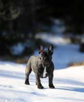 EST & LV & FI MVA, LV & EST JMVA Taffinelli's  L'Amour  De Fleur