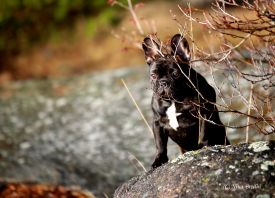 EST & LV & FI MVA, LV & EST JMVA Taffinelli's  L'Amour  De Fleur