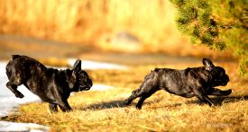 EST & LV & FI MVA, LV & EST JMVA Taffinelli's  L'Amour  De Fleur