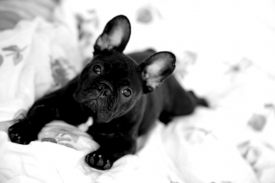 EST & LV & FI MVA, LV & EST JMVA Taffinelli's  L'Amour  De Fleur