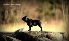 EST & LV & FI MVA, LV & EST JMVA Taffinelli's  L'Amour  De Fleur