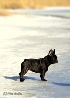 LouLou La vie Boheme