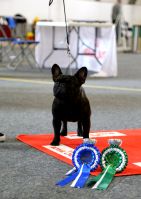 C.I.B.,FI MVA,LV MVA, EE MVA, BALT JMVA,LV JMVA,EE JMVA,LT JMVA Agramer's Just Wow