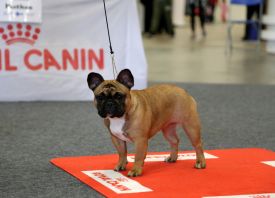 FI & EE & LV MVA, BAL JMVA, LV JMVA,LT JMVA,EE JMVA Taffinelli's Kiss Kiss Boom Boom