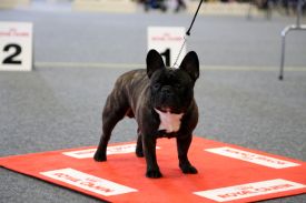 BAL,LT,FI, LV & EE MVA, EE JMVA Taffinelli's Hooligan Harley