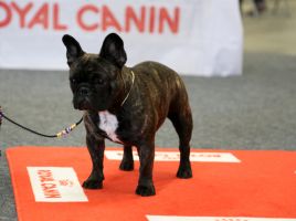 Dashin Dom Operetta Olga