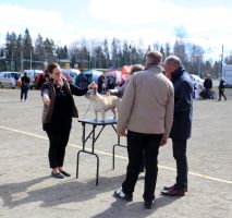 BALT, LT,LV & EE VET MVA, FI MVA, EE MVA LV MVA Taffinelli's Dolores