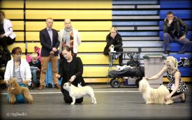 BALT, LT,LV & EE VET MVA, FI MVA, EE MVA LV MVA Taffinelli's Dolores