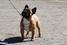 FI & EE & LV MVA, BAL JMVA, LV JMVA,LT JMVA,EE JMVA Taffinelli's Kiss Kiss Boom Boom