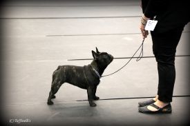 EST & LV & FI MVA, LV & EST JMVA Taffinelli's  L'Amour  De Fleur