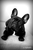 EST & LV & FI MVA, LV & EST JMVA Taffinelli's  L'Amour  De Fleur