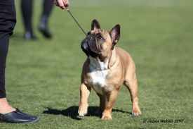 FI & EE & LV MVA, BAL JMVA, LV JMVA,LT JMVA,EE JMVA Taffinelli's Kiss Kiss Boom Boom